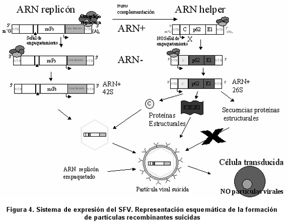 la celula animal. celula animal y sus partes