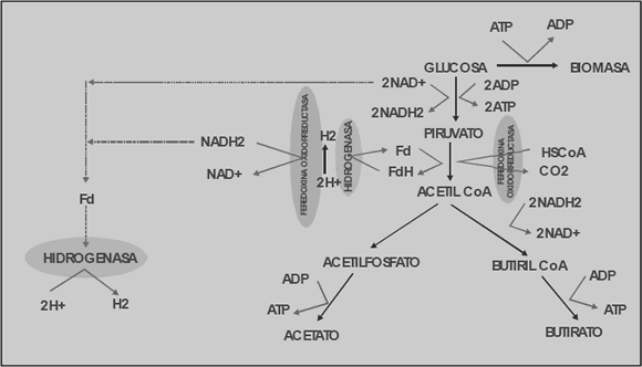 Clostridium Butyricum