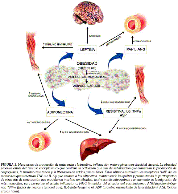 EL ADIPOCITO COMO ÓRGANO ENDOCRINO: IMPLICACIONES EL ADIPOCITO COMO ÓRGANO ENDOCRINO: IMPLICACIONES