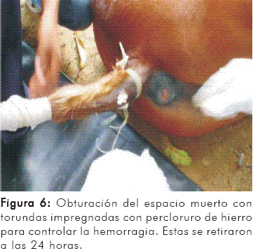 MIECTOMÍA SACROCOCCIGEA VENTRAL EN EQUINOS