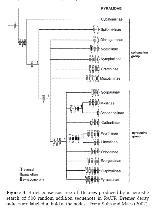  de Entomología - <b>Estudios filogenéticos y clasificación actual de los 