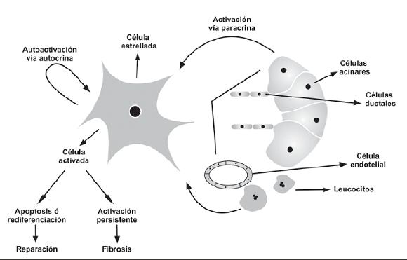 fibrosis (figura 2) (2).